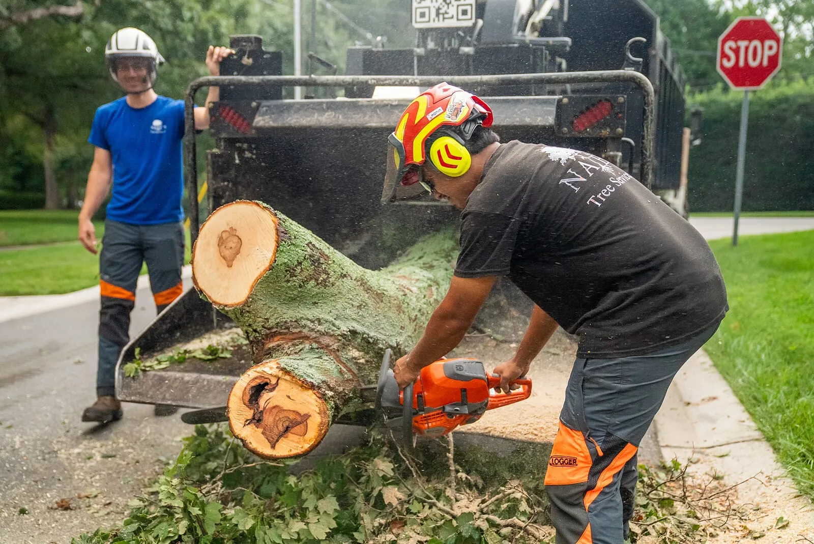 Arborist in full protective gear bucking a trunk with a chainsaw