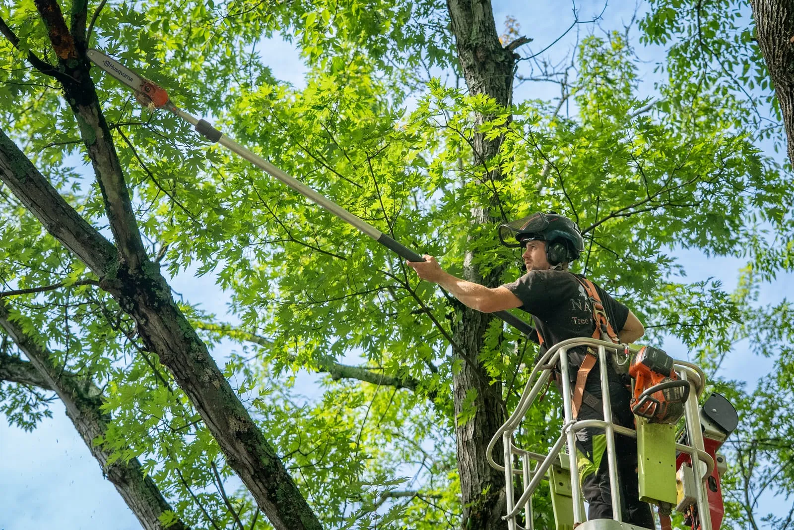 Arborist on an aerial lift reaching into a green canopy with a pole saw